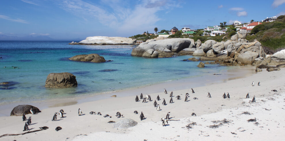 Famous Penguin Colony on Boulders Beach in South Africa